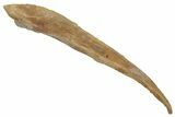 Fossil Shark (Hybodus) Dorsal Spine - Kem Kem Beds, Morocco #220017-1